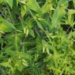 Euphorbia lathyris Flor