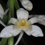 Phaius amboinensis Квітка