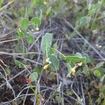 Coronilla scorpioides Flower