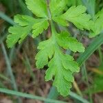 Geranium robertianum Leaf