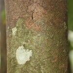 Ilex martiniana Bark