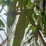 Pyrrosia hastata Fruto