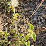 Hibiscus flavifolius Blatt