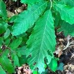 Castanea pumila Leaf