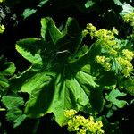 Alchemilla mollis Liść