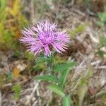 Centaurea phrygia 形态