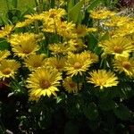 Doronicum caucasicum ശീലം