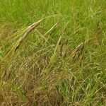 Nassella neesiana 其他
