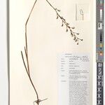 Habenaria cataphysema Other