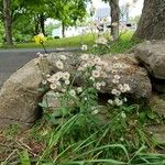 Erigeron philadelphicus অভ্যাস