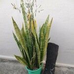 Sansevieria trifasciataبرگ