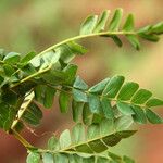 Albizia adianthifolia Delienn