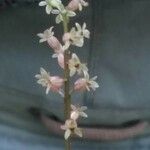 Neottia cordata फूल