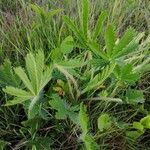 Potentilla heptaphylla Liść