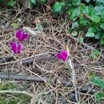 Cyclamen repandumFlower