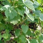 Ribes nigrum Hábito