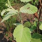 Sida cordifolia Feuille