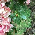 Rhododendron indicum Lehti