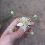 Clematis vitalbaFlower