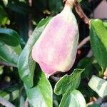 Ficus assamica Fruit