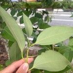 Cinnamomum burmanni Blad