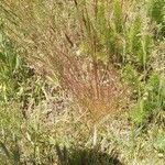 Festuca filiformis Habitat