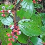 Miconia ceramicarpa 花