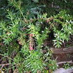 Gaultheria tenuifolia Habit