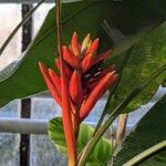 Musa troglodytarum Blomst