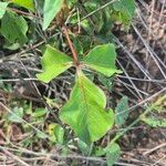 Commiphora baluensis Leaf