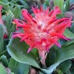 Billbergia pyramidalis Flower