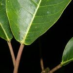 Sapium pachystachys Leaf