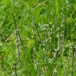 Nardus stricta Цвят