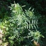 Reseda odorata Leaf