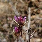 Thymus longiflorus Flower