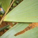 Socratea exorrhiza Leaf