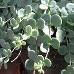 Sedum sieboldii Hoja