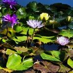 Nymphaea elegans Frunză