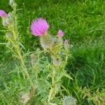 Cirsium altissimum Цветок