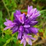 Dipterostemon capitatus Flower