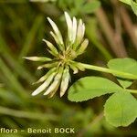 Trifolium michelianum Altres