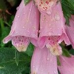 Digitalis thapsi फूल