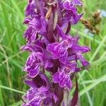 Dactylorhiza majalis Libunga