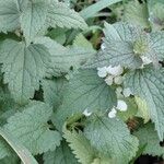 Lamium album Leaf