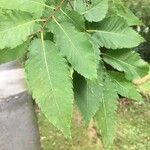 Zelkova carpinifolia برگ