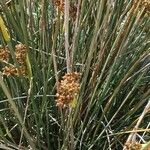 Juncus acutus Лист