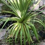 Pandanus tectorius葉