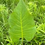 Silphium terebinthinaceum Leaf