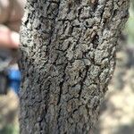 Allocasuarina torulosa Schors