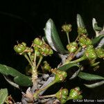 Ceanothus crassifolius Агульны выгляд